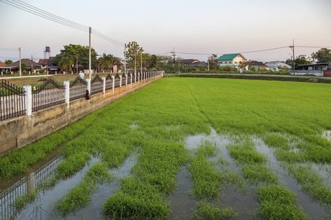 Rice fields in a residential area of Chiang Rai, Thailand