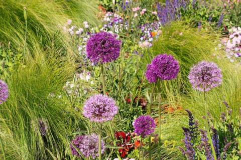 Flower arrangement, pier forecourt, Baltic seaside resort, Kühlungsborn, Rostock district,
