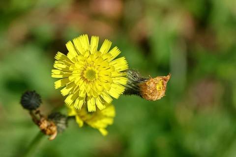 Hieracium lachenalii (Picris hieracioides), hawkweed bitterweed, yellow flower on a rough meadow,