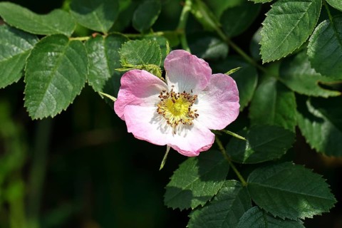 Dog rose (Rosa canina), wild rose, rose hip, blossom, Wilnsdorf, North Rhine-Westphalia, Germany