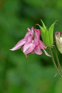 Columbine (Aquilegia vulgaris), pink flower at the edge of a forest, Wilnsdorf, North
