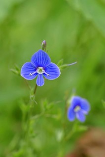 Flower of Gamander speedwell (Veronica chamaedrys), in a deciduous forest, blue blossom, spring,