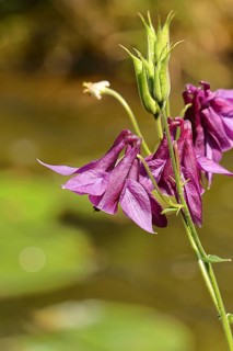 Columbine (Aquilegia vulgaris), dark red flower at the edge of a forest, Wilnsdorf, North
