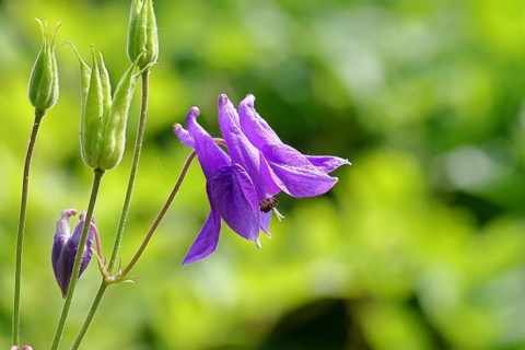 Columbine (Aquilegia vulgaris), blue flower at the edge of a forest, Wilnsdorf, North