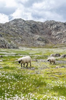 Valais Blacknose sheep (Ovis gmelini aries), high alpine mountain valley, meadow with cotton grass,
