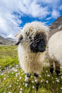 Valais Blacknose sheep (Ovis gmelini aries), high alpine mountain valley, Obere Senner Egete,