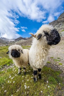 Two Valais Blacknose sheep (Ovis gmelini aries), high alpine mountain valley, Obere Senner Egete,