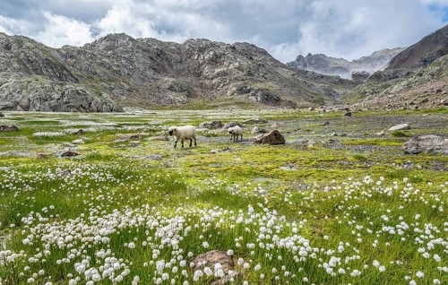 Valais Blacknose sheep (Ovis gmelini aries), high alpine mountain valley, meadow with cotton grass,