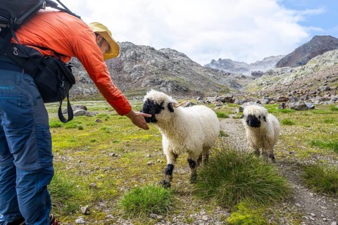 Mountaineer stroking a Valais Blacknose sheep (Ovis gmelini aries), high alpine mountain valley,