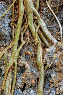 Tree roots clinging to rocks in a rock formation deep in the rainforest in Minas Gerais, Brazil