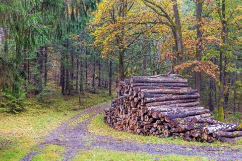 Pile of logs by a dirt road in a mixed forest with beautiful autumn colours a tranquil day in the
