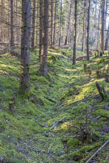 Spruce forest with green moss on the ground and a old a sunken path in the landscape, Sweden