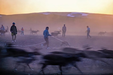 Reindeer herding with Sami people that catching reindeer calf with lasso in the midnight sun a in