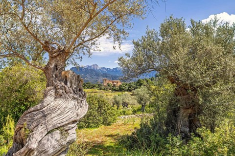 Old tree trunk on a olive tree in the countryside with a villa on a hill by the mountains a sunny