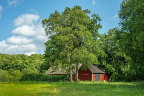 Red cottage behind meadow and birch trees and in front of forest. Österlen, Simrishamn