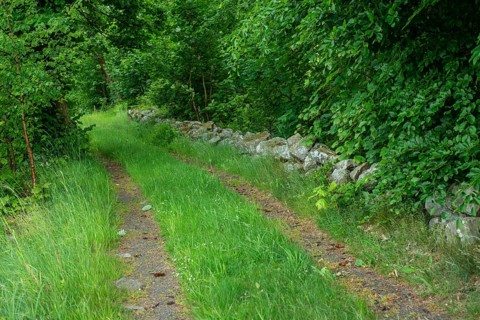 Forest road with stone wall in Tomelilla municipality, Skåne county, Sweden, Scandinavia