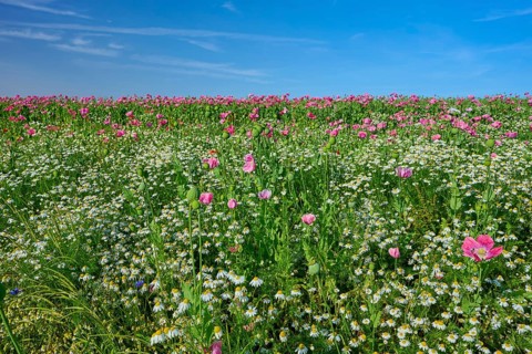 Opium poppy (Papaver somniferum), wide field full of blooming poppies and camomile, under a clear