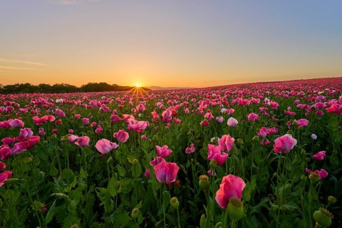 Opium poppy (Papaver somniferum), pink poppy field shines at sunrise, summer, Germerode, Geo nature