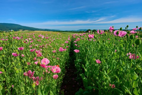 Opium poppy (Papaver somniferum), field full of pink blooming poppies with a narrow footpath,