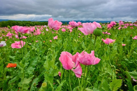 Opium poppy (Papaver somniferum), pink poppies in a field under a cloudy sky, summer, Germerode,