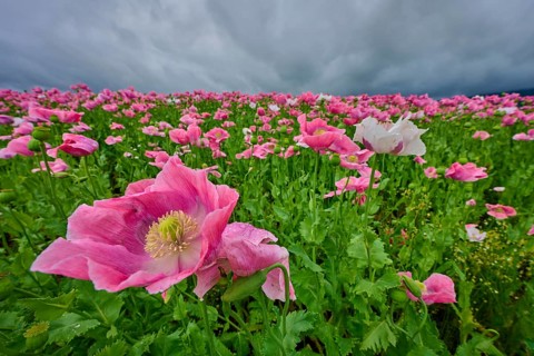 Opium poppy (Papaver somniferum), pink poppy field under a dramatic cloudy sky, summer, Germerode,