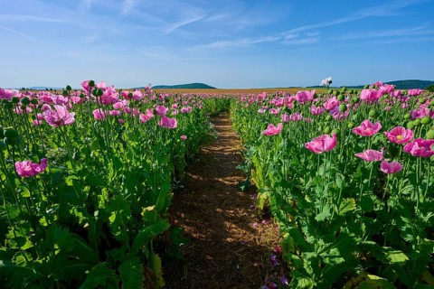 Opium poppy (Papaver somniferum), with a narrow path through the poppy field under a blue sky,