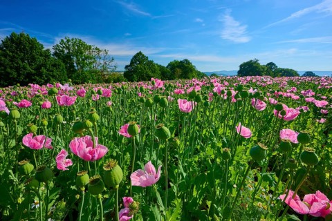Opium poppy (Papaver somniferum), poppy field with trees in the background against a blue sky,