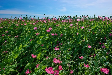 Opium poppy (Papaver somniferum), field full of pink poppies under a clear blue sky, summer,