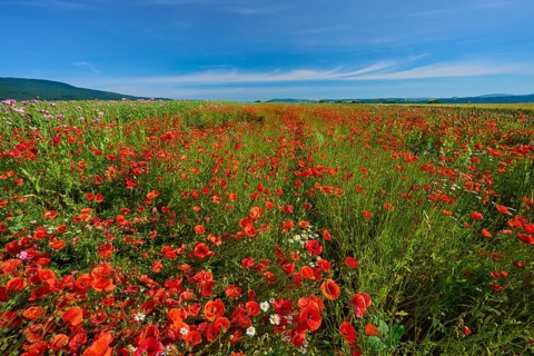 Wide field full of red poppies (Papver rhoeas), under a blue sky, summer, Germerode, Geo nature