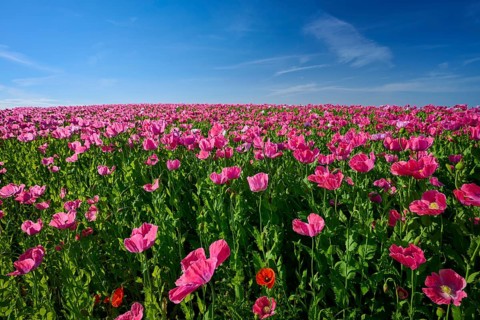 Opium poppy (Papaver somniferum), dense poppy field under a blue sky with strong pink flowers,
