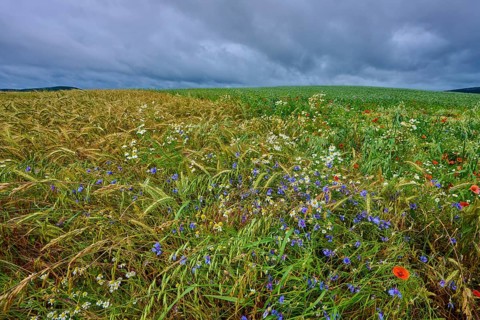 Varied colourful meadow with cornflowers and other summer flowers and cereals, summer, Germerode,