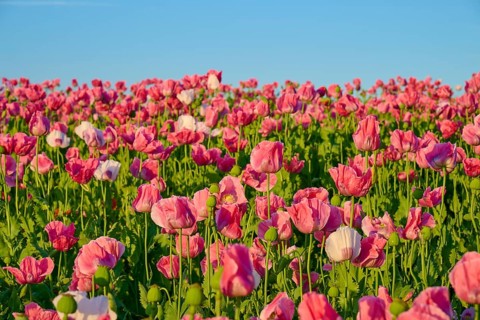 Pink poppies shining in bright colours against a clear sky, Germerode, Geo nature park Park