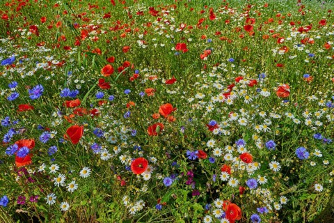 Diverse flower meadow with red poppies, white camomiles and blue cornflowers, summer, Germerode,