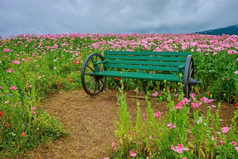 Opium poppy (Papaver somniferum) and green wooden bench with wagon wheels, summer, Germerode, Geo