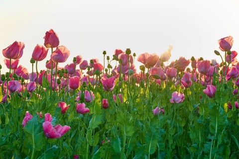 Sunlight penetrates the opium poppy (Papaver somniferum), with green foliage, summerGermerode, Geo