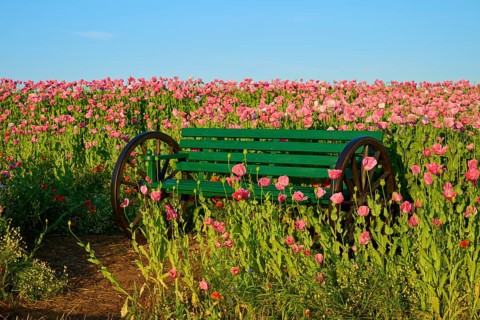Green bench amidst pink flowers under a clear sky, Germerode, Geo nature park Park Frau-Holle-Land,