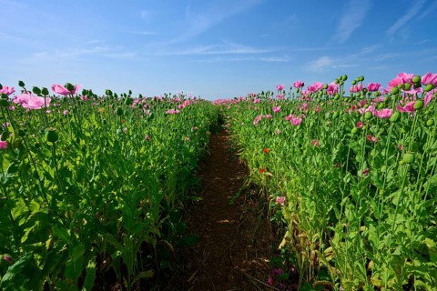 Opium poppy (Papaver somniferum), under a clear blue sky, summer, Germerode, Geo nature park Park