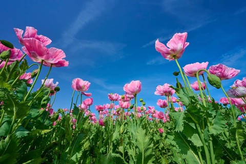 Close-up of pink opium poppy (Papaver somniferum), in front of a clear blue sky, summer, Germerode,