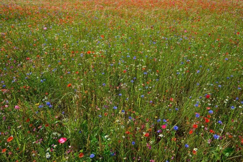 Colourful wildflowers on a green meadow with different species, summer, Germerode, Geo nature park