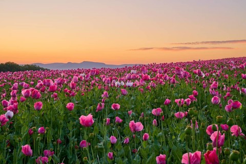 Opium poppy (Papaver somniferum), pink poppies in the morning light, in front of a soft sky