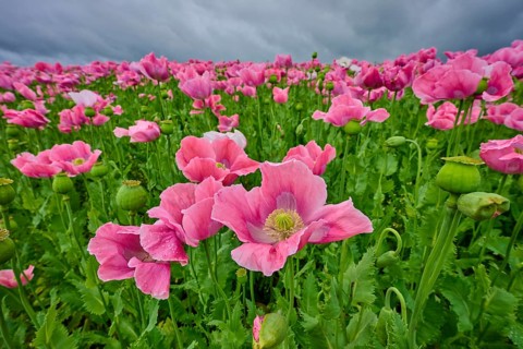 Opium poppy (Papaver somniferum), pink poppy blossoms glow against a gloomy sky, summer, Germerode,
