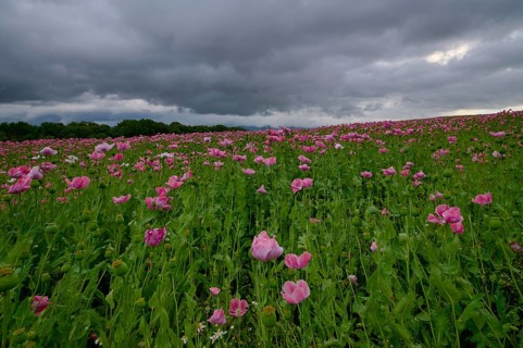 Opium poppy (Papaver somniferum), with pink poppies under a dense, cloudy sky, summer, Germerode,