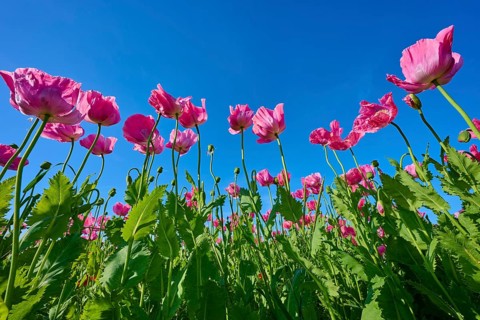 Opium poppy (Papaver somniferum), close-up of poppies stretching against a clear blue sky, summer,