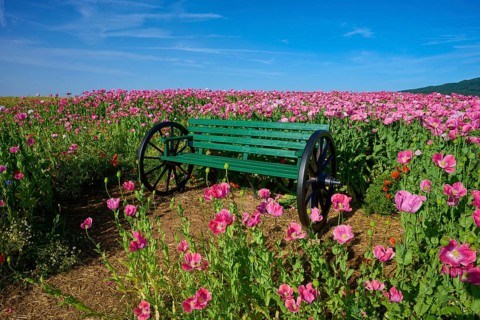 Opium poppy (Papaver somniferum), and green bench, summer, Germerode, Geo nature park Park