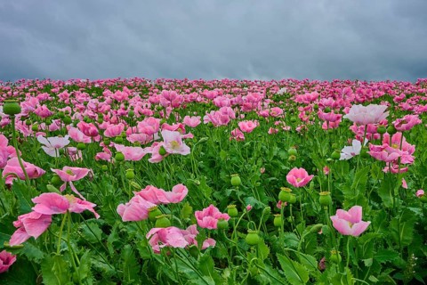 Opium poppy (Papaver somniferum), pink poppies under a cloudy sky, summer, Germerode, Geo nature