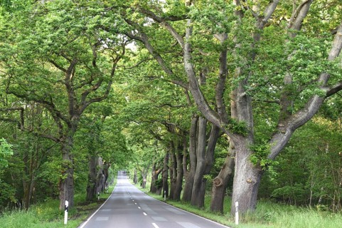 Oak avenue, oaks (Quercus robur) on the island of Rügen, Mecklenburg-Western Pomerania, Germany