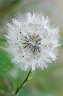 Meadow hickory (Tragopogon pratensis) in a meadow in summer, Germany