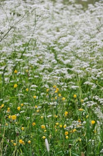 Meadow chervil (Anthriscus sylvestris), May, Germany