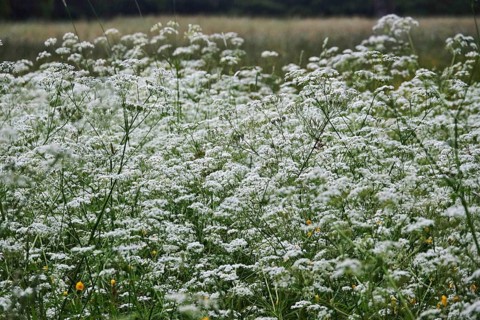 Meadow chervil (Anthriscus sylvestris), May, Germany