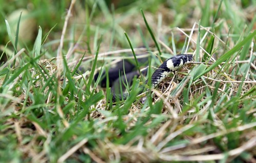 Grass snake (Natrix natrix) in the grass